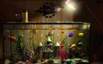 Сколько времени освещать аквариум — правила расчета продолжительности освещения и светового дня.