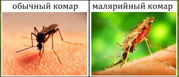 отличие простых и малярийных комаров