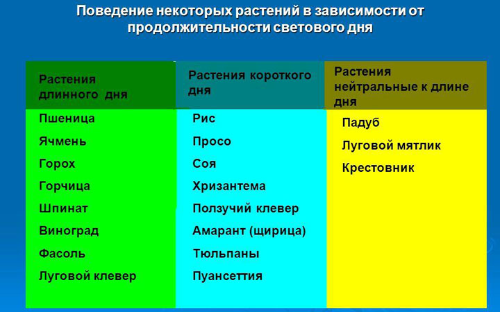 растения короткого длинного и нейтрального дня
