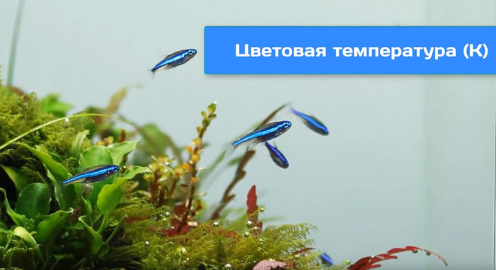 цветовая температура и ее влияние на освещение в аквариуме