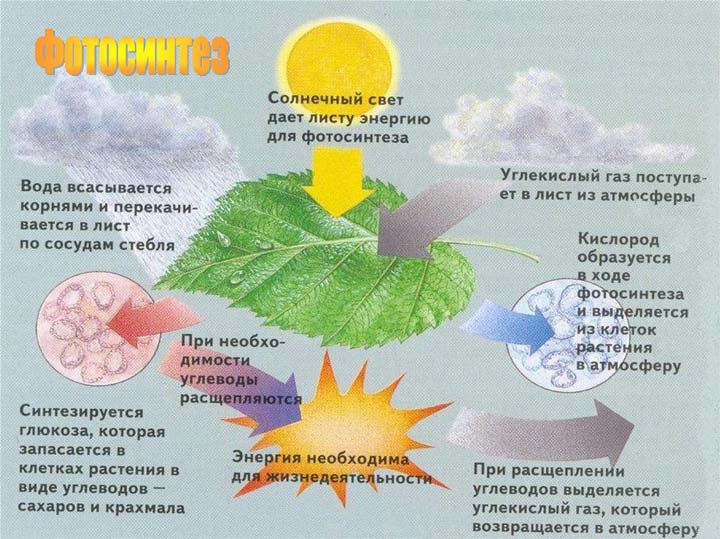 что такое фотосинтез