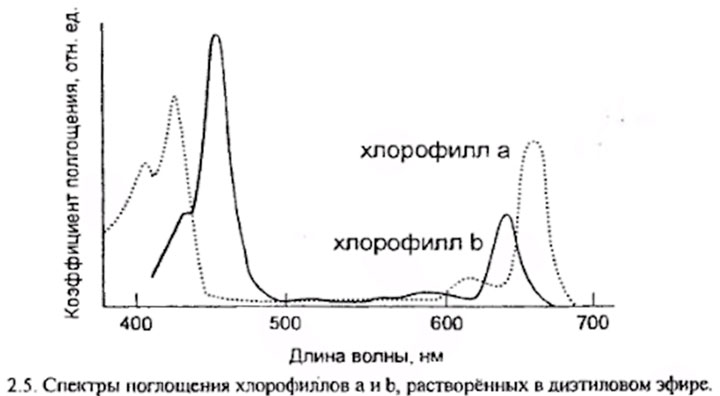 график поглощения хлорофилла растениями при разной засветке