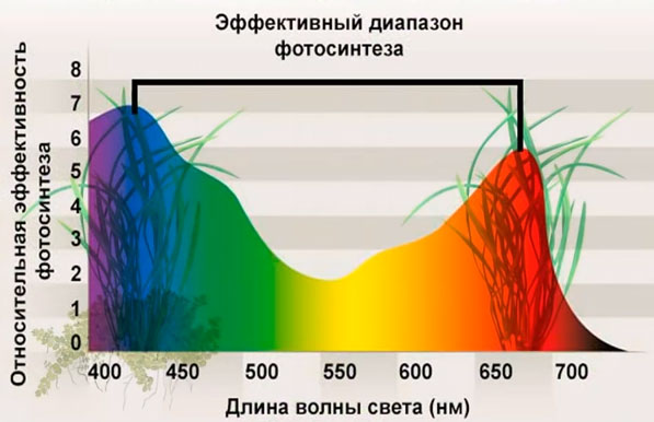 график зависимости фотосинтеза растений от длины волны и цвета освещения