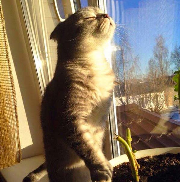 солнечный свет